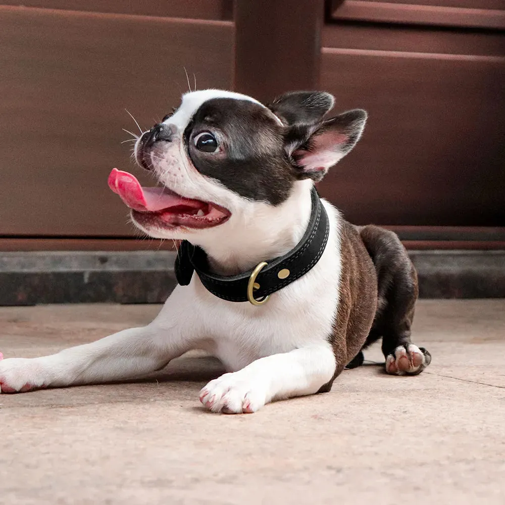 Majestic Genuine Leather Dog Collar