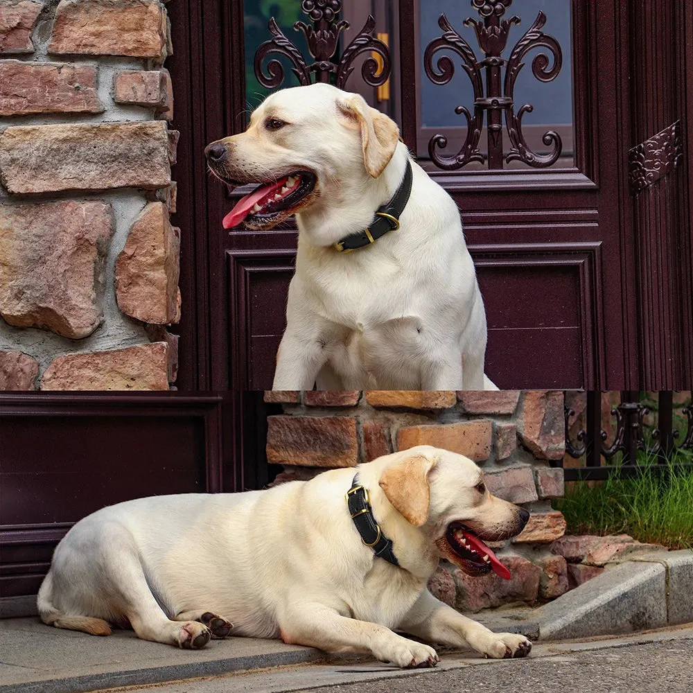 Majestic Genuine Leather Dog Collar